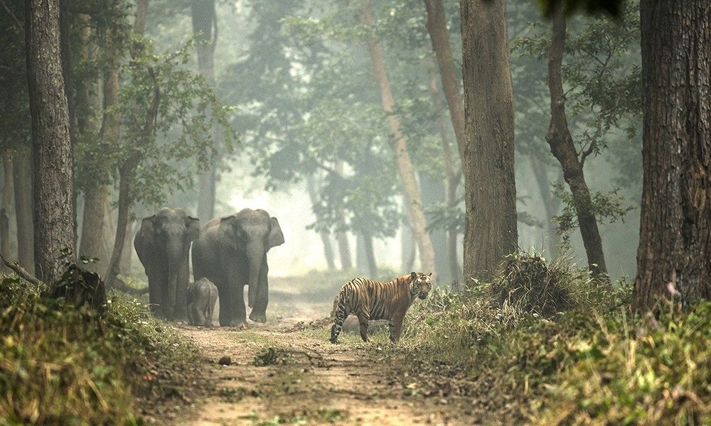 Dudhwa National Park Wildlife