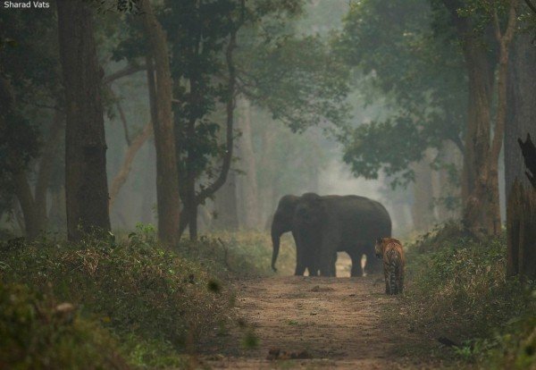 Dudhwa Forest