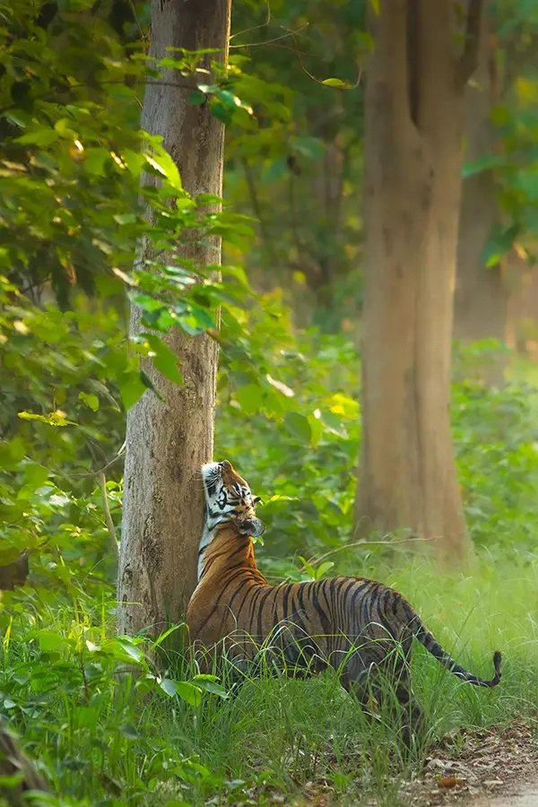 Bengal Tiger