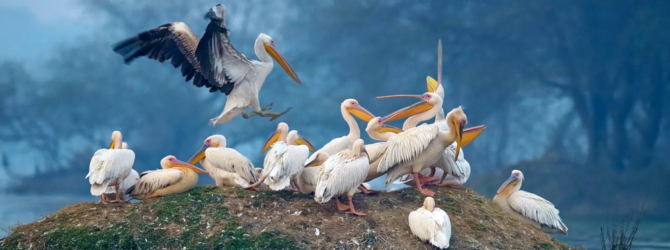 Birds in Dudhwa