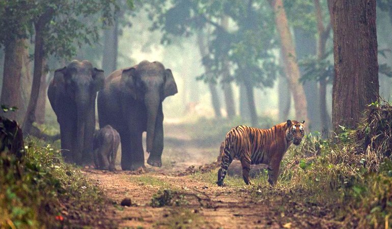 Forest Tour