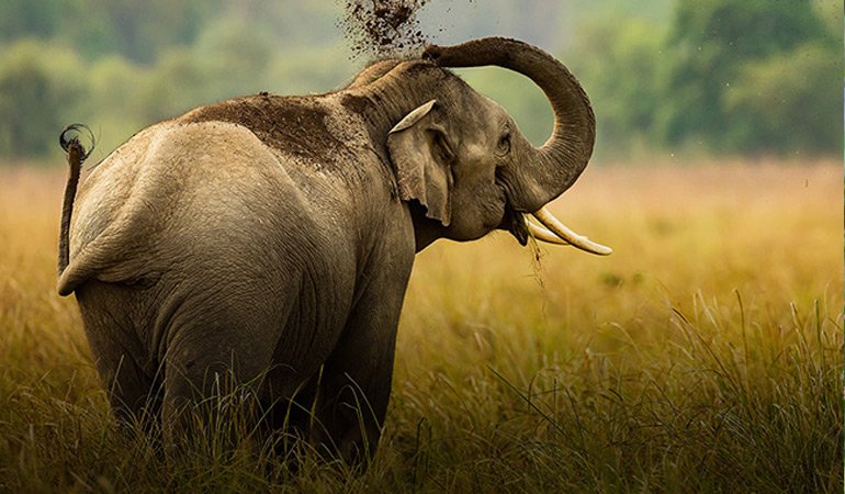4-Day Family Safari Package