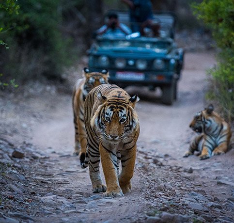 Jeep Safari