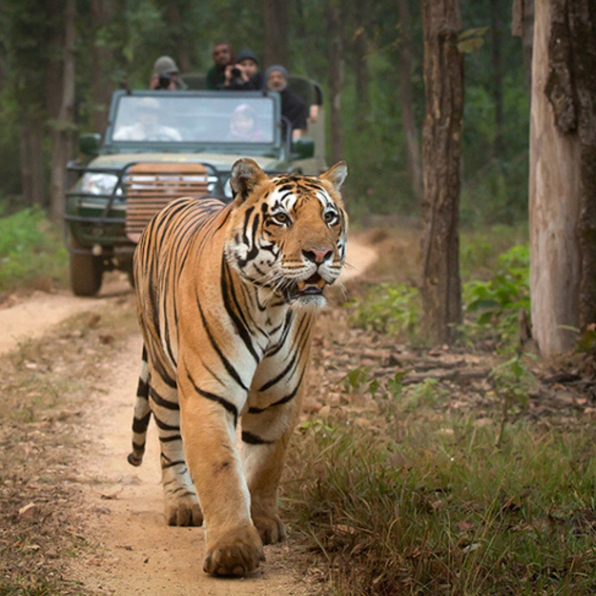 Tiger Safari